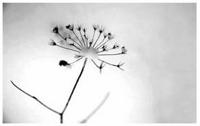 Geiser Bestattungen Brügg