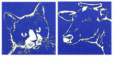 Tierarzt SchönauVets Udligenswil